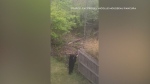 A bear drinking out of a hummingbird feeder in Bedford, N.S.