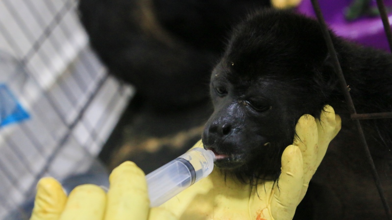 A veterinarian feeds a young howler monkey rescued amid extreme heat in Tecolutilla, Mexico on May 21, 2024. (Luis Sanchez / AP Photo) 