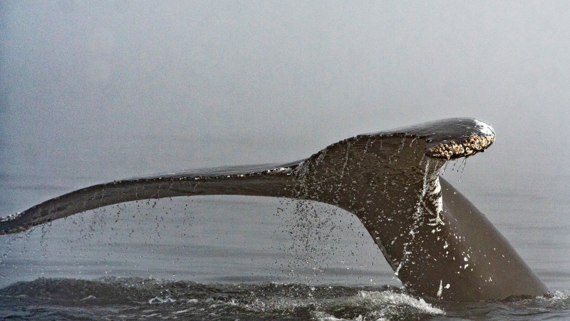 The tail of a humpback whale comes out in the morning fog, on the Saint-Lawrence river in Tadoussac Que., Tuesday, Aug. 11, 2020. (Jacques Boissinot, The Canadian Press)