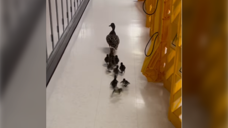 A Mallard duck and ducklings travel through Westwood Collegiate after nesting in the school's courtyard on May 28, 2024. (Westwood Collegiate)
