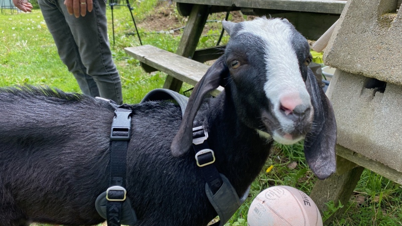 Jimmy the goat is only six weeks old, and lives on a farm with a number of other animals. (Source: Avery MacRae/CTV News Atlantic)