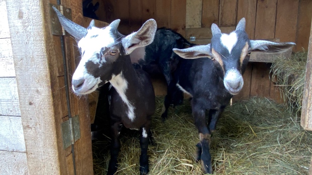 A pair of baby goats poke their head out from the barn. (Source: Avery MacRae/CTV News Atlantic)