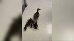 A mom and baby ducks wandered through Westwood Collegiate high school as they make the journey to Assiniboine River. Uploaded May 29, 2024. (Westwood Collegiate)