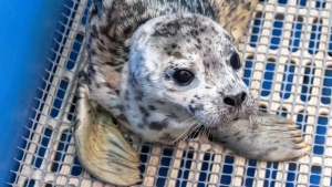 Nelson, one of two seal pups rescued at the start of the 2024 season is shown in this photo provided by the Vancouver Aquarium Marine Mammal Rescue. 