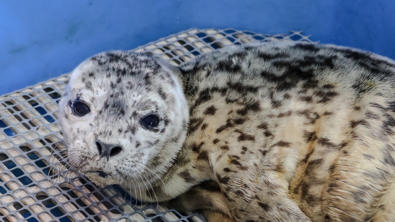 Seal pup rescued in White Rock