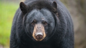 If you're being attacked by a black bear, don't play dead. Fight back. (Friso Gentsch/picture alliance/dpa/Getty Images via CNN Newsource)