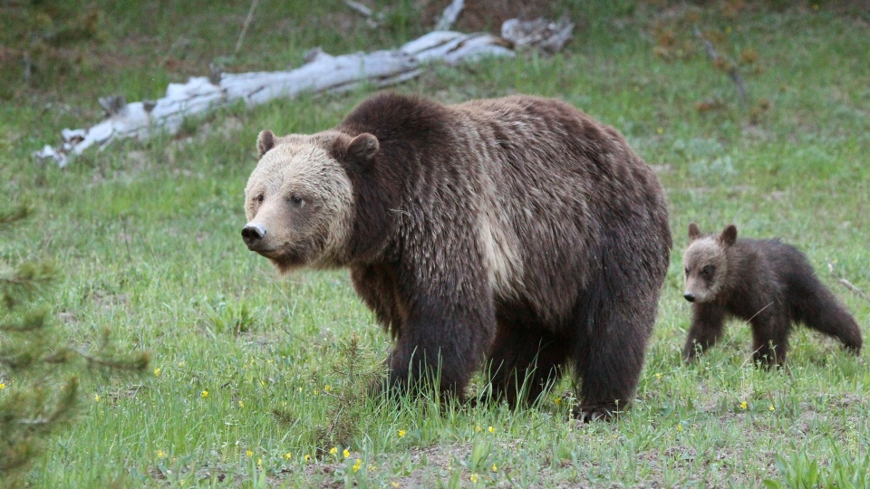 CNN grizzly bear with cub