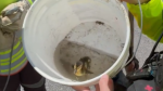 A duckling is pictured in a bucket after being rescued from a grate in downtown Barrie, Ont., on Wed., May 29, 2024. (Source: Barrie Police Services)