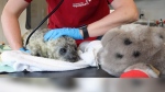 Two seal pups rescued 