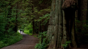 People walk down a path surrounded by large trees at Stanley Park in Vancouver, on Wednesday, June 21, 2023. THE CANADIAN PRESS/Ethan Cairns