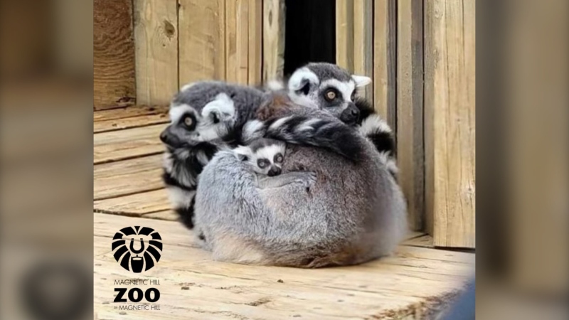 A family of lemurs is pictured in a photo from the Magnetic Hill Zoo Facebook page.