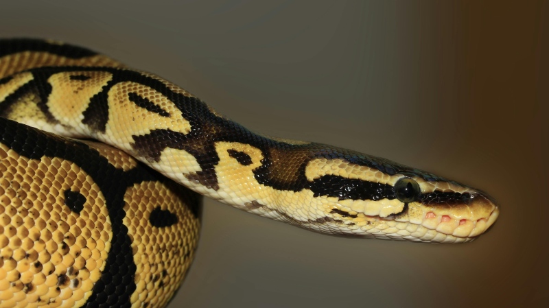 An undated stock image of a snake. (Pixabay/Pexels.com)
