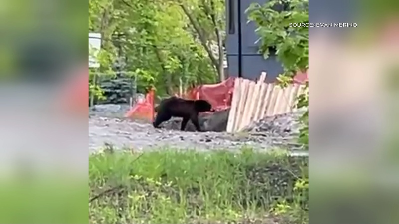 Winnipeg black bear