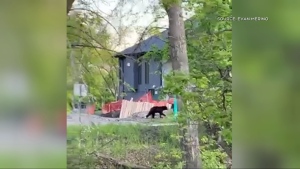 A video screenshot shows a black bear walking near a house on John Bruce Road on May 29, 2024. (Evan Merino)