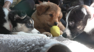 More than 100 dogs are in the care of Victoria Humane Society foster families. (CTV News)