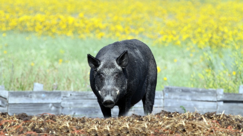 Wild boar. (Photo courtesy Dr. Ryan Brook from the University of Saskatchewan) 