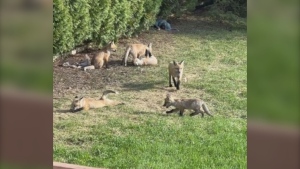 Baby foxes seen in a backyard in May 2024 (Leanne Van Bergen) 