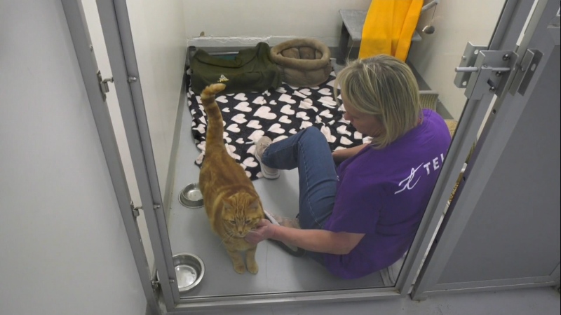 A little more compassion and cash are always welcome things at the Calgary Humane Society as it operates through tough times. Calgarians are encouraged to volunteer or donate when and where they're able.