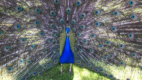 Peter the peacock in an undated photo. (Submitted)
