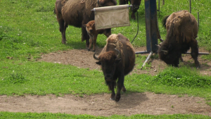 Baby bison at the Oakridge Acres farm near Ayr, Ont. (Stefanie Davis/CTV Kitchener)
