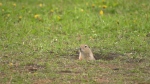 Kincora residents want gophers gone