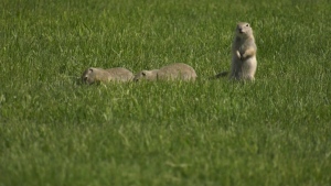For some people, gophers are nothing more than cute little critters. To others, they're a problem pest that needs to go. At least a few people in the northwest Calgary community of Kincora are in that second camp.