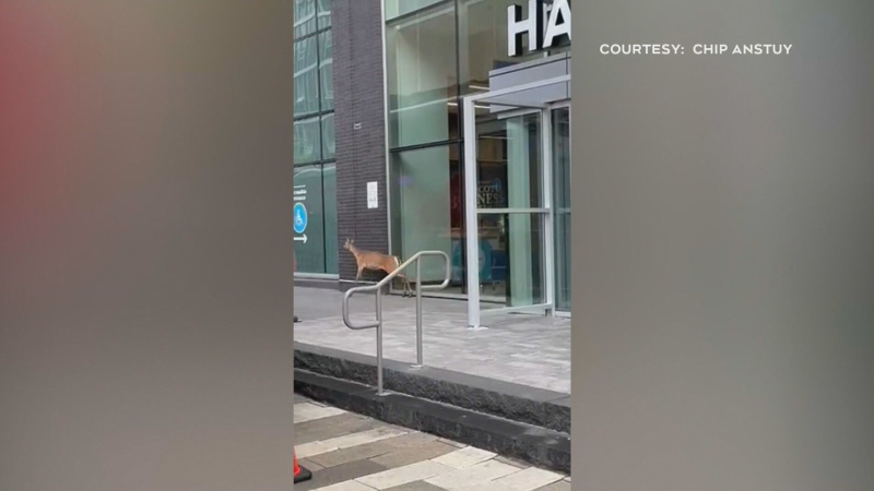 A deer is pictured in downtown Halifax on May 30, 2024.