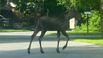 A baby moose has been spotted Friday morning in the Beaverbrook neighbourhood of Kanata by a mother as she was dropping her daughter at daycare. (Tara Cawley/handout)