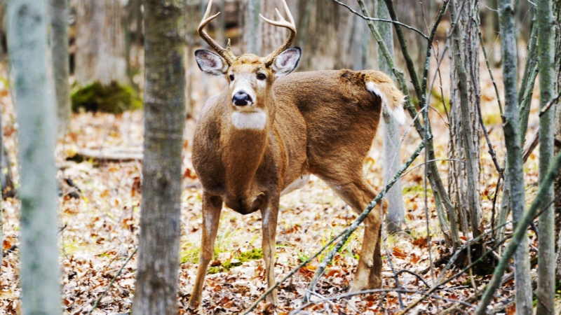 A hunter from Etobicoke has been fined $8,000 for trespassing and firing a weapon from the roadway during a deer hunt last year. (File)