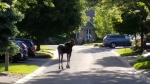 A baby moose pauses along Morenz Terrace in Kanata before crossing Knudson Dr. and then cutting through a property and onto the nearby golf course on Friday, May 31, 2024. (Chris Johnson/CTV Viewer)