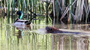 Duck just swam on past without any reaction at all from the Mallard. Photo by Allan Robertson.