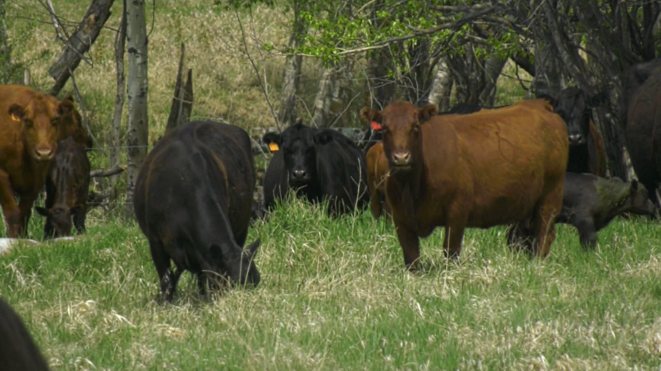 Alberta cattle