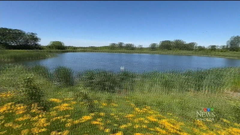 Lagoon transformed into wetland