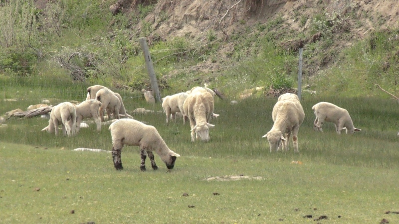 In the early hours of Monday morning, a grizzly bear and her two cubs broke into a sheep pen on a farm at the Spring Point Hutterite Colony near Brocket, Alta.