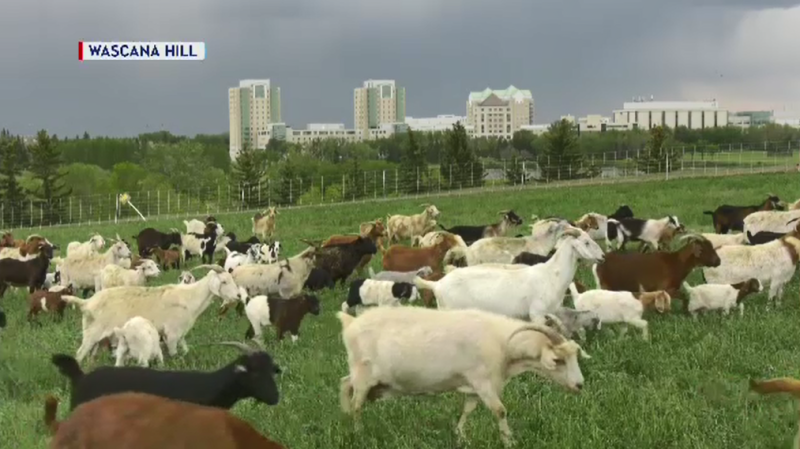Goats keep weeds down in Wascana