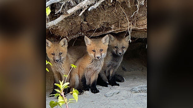 Kit foxes in Island lake, Manitoba. Photo by Dwayne Chornoby.  