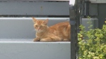 A cat is pictured in Cote St-Luc.
