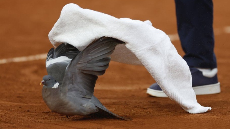 Chair umpire Damien Dumusois catches a pigeon that crashed onto the court during the 2024 French Open. (Jean-francois Badias/AP Photo)