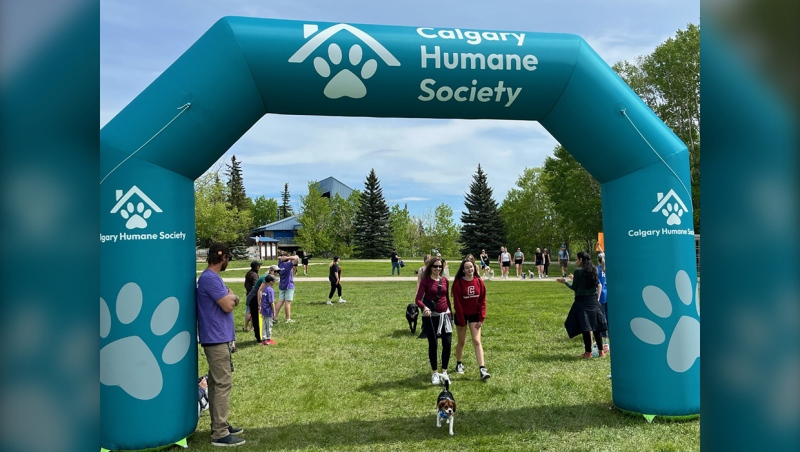The Calgary Humane Society is hosting a Dog Jog today at North Glenmore Park, to raise funds to support life-saving programs on education, protection, and rehabilitation. It starts at noon. (Photo: Tyler Barrow)