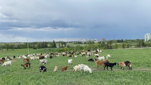 Goats have been brought in to Wascana Park to keep the weeds down. (Gareth Dillistone / CTV News) 