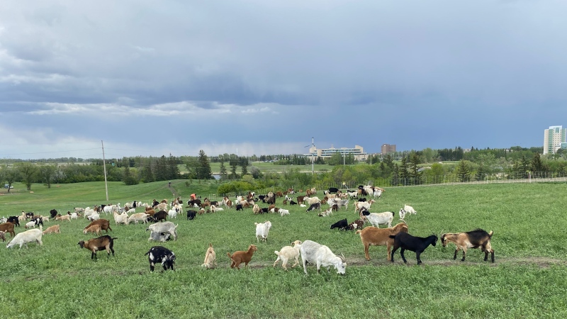Goats have been brought in to Wascana Park to keep the weeds down. (Gareth Dillistone / CTV News) 