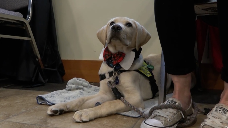 Thirty-four service dogs graduated at a ceremony in Richmond on Sunday, June 2. (CTV News) 