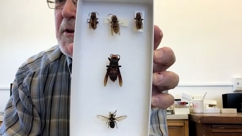 Rob Longair, a volunteer with the Canadian National Collection of Insects, Arachnids, and Nematodes, displaying the different types of hornets. The top row shows 3 European hornets, middle row shows 1 giant Asian hornet (aka 'murder hornet'), bottom row shows bald faced hornet. (Dylan Dyson/CTV News Ottawa)