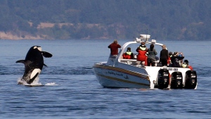 FILE - In this July 31, 2015 file photo, an orca leaps out of the water near a whale watching boat in the Salish Sea in the San Juan Islands, Wash. As of 2024, vessels must stay at least 400 metres from the orcas and local whale-watching groups can't offer tours of southern residents. (AP Photo/Elaine Thompson, File)