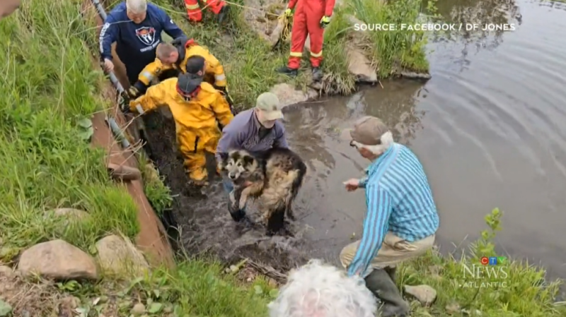 Firefighters rescue a dog from a storm drain in Nova Scotia.