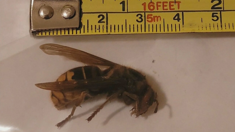 Giant hornets, not 'murder hornets,' spotted in Ont.
