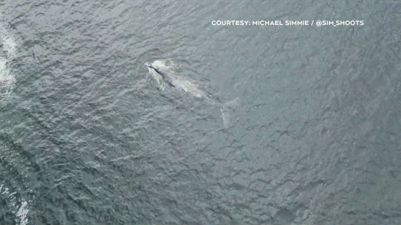 A North Atlantic right whale is pictured. (Courtesy: Michael Simmie) 