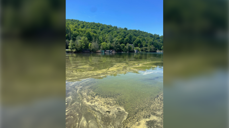 The National Capital Commission says O'Brien Beach at Meech Lake in Gatineau Park is closed due to a bloom of blue-green algae. (NCC/X)