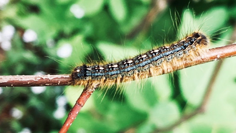 This year’s tent caterpillar outbreak is just about done. In mid-June, they enter cocoons to emerge later as tiny moths that will be attracted to the lights outside homes. (Lydia Chubak/CTV News)