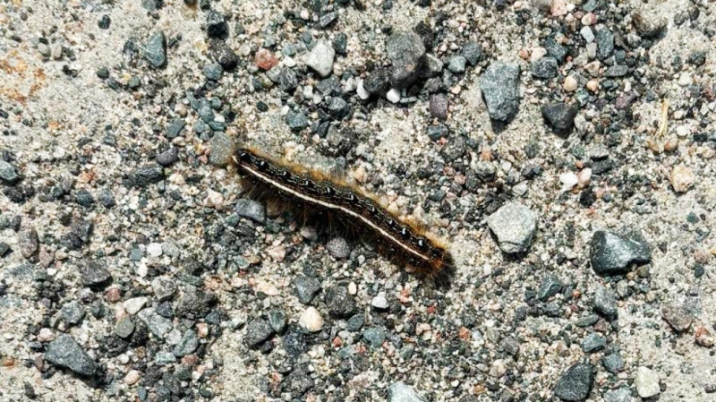 This year’s tent caterpillar outbreak is just about done. In mid-June, they enter cocoons to emerge later as tiny moths that will be attracted to the lights outside homes. (Darren MacDonald/CTV News)